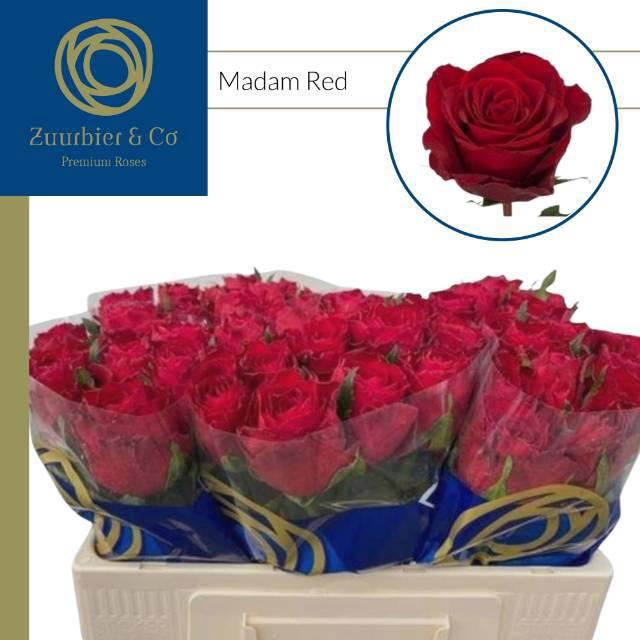 <h4>R GR MADAM RED</h4>