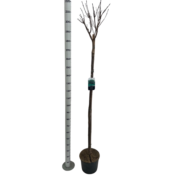 <h4>Catalpa big. 'Nana' stam 150 cm</h4>