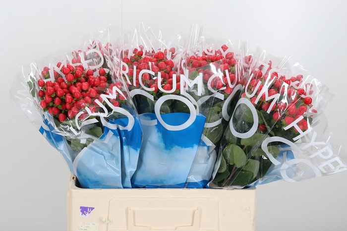 <h4>Hyp Coco Rio Rood</h4>
