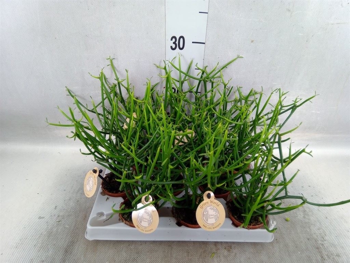 <h4>Euphorbia tirucalli</h4>