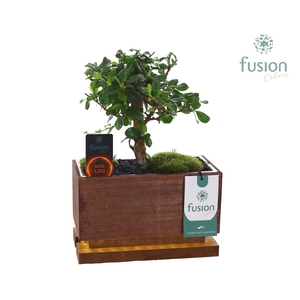 The Green Lighting Garden LED Small lang met Bonsai