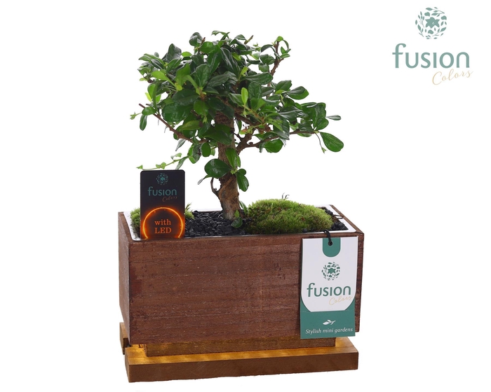 <h4>The Green Lighting Garden LED Small lang met Bonsai</h4>