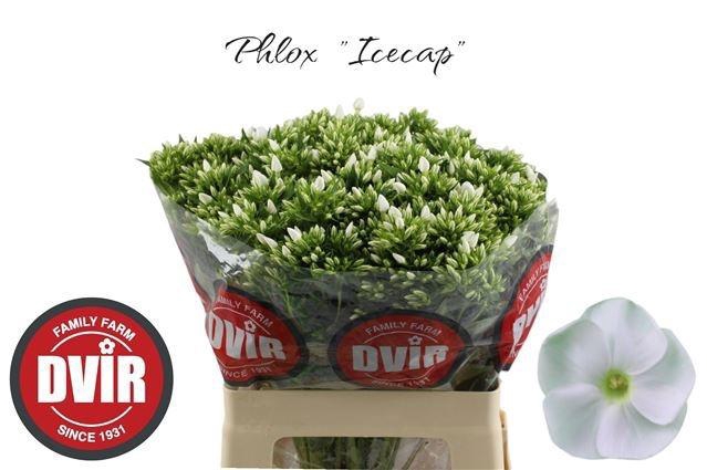<h4>PHLOX P ICECAP</h4>