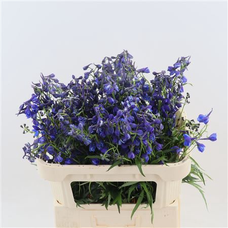 <h4>Delphinium Enkel Deldonna Blue</h4>