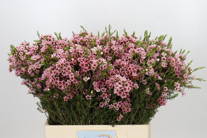 <h4>Chamelaucium Sarah's Delight</h4>