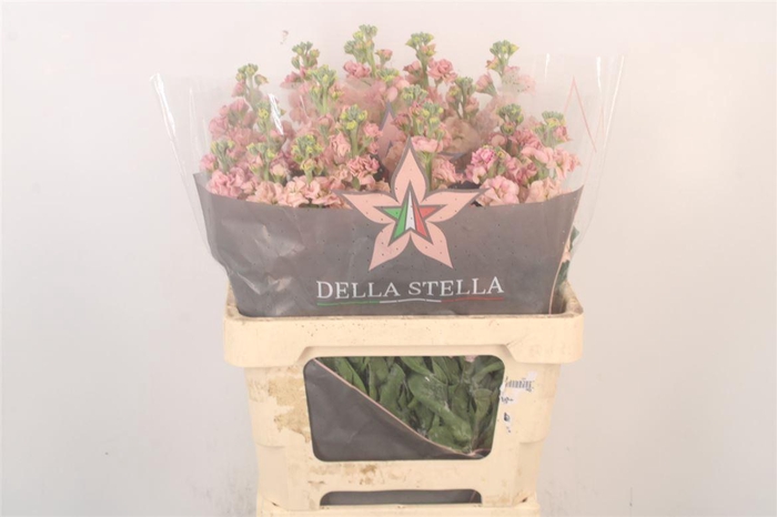 <h4>Matth Iron Apricot</h4>