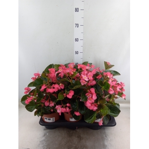 Begonia  'Big Rose wBronze Leaf'