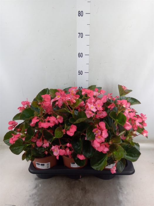 <h4>Begonia  'Big Rose wBronze Leaf'</h4>