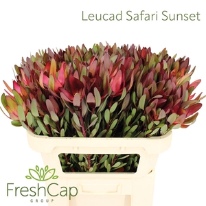 Leucad Safari Sunset