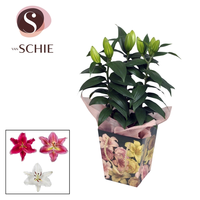 <h4>Oriental 13cm Bag BLUSH green</h4>