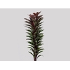FOLHAGEM DRACENA BABY PINK