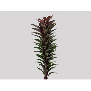 FOLHAGEM DRACENA BABY PINK