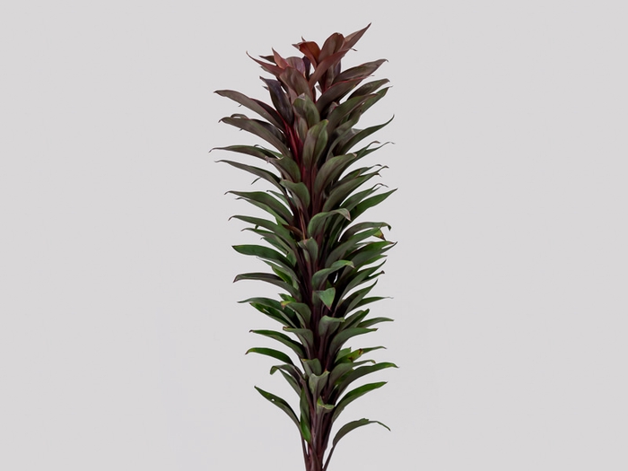 <h4>FOLHAGEM DRACENA BABY PINK</h4>