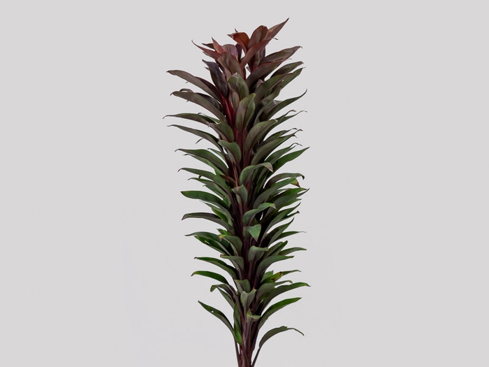 FOLHAGEM DRACENA BABY PINK