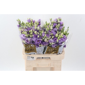 Eus G Corelli Lavend