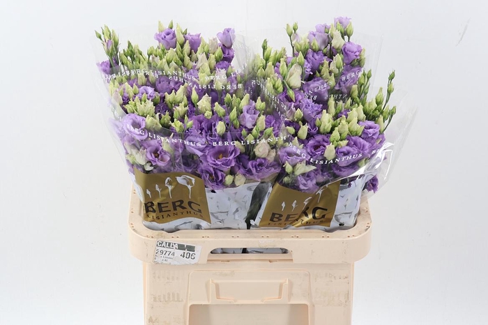 <h4>Eus G Corelli Lavend</h4>