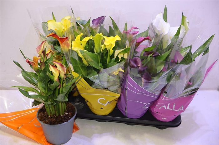 <h4>arr8 Zant Gem</h4>