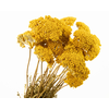 Achillea Yellow Naturel