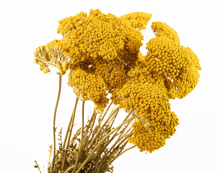 <h4>Achillea Yellow Naturel</h4>