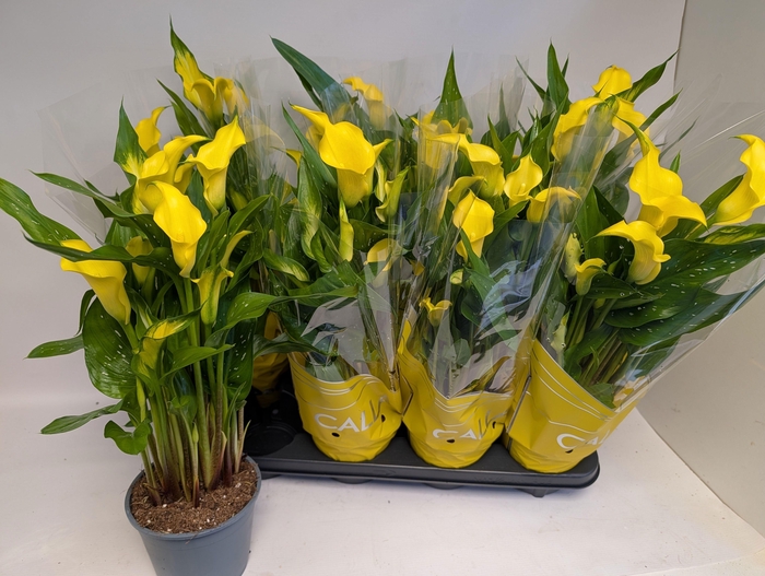 <h4>ZANT SUNCLUB</h4>