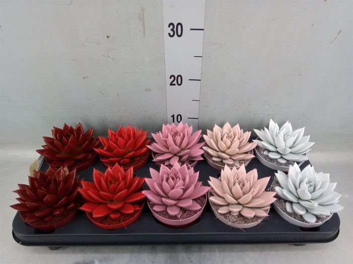 <h4>Echeveria  'Miranda'</h4>