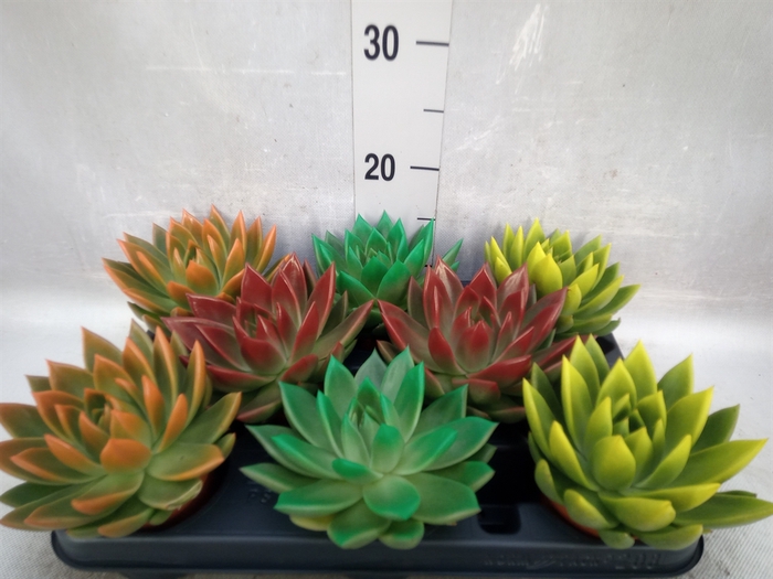 <h4>Echeveria  'Miranda'</h4>