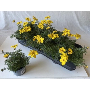 BID ELDORO GRANDE stock