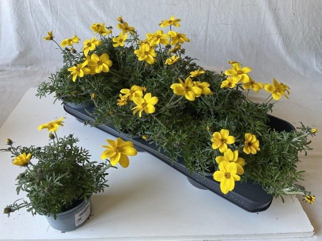 <h4>BID ELDORO GRANDE stock</h4>