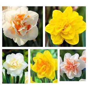 Narcissus Double Paradise Mix Large Box 300