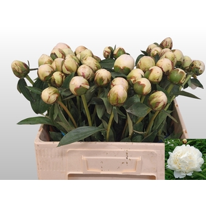 PAEO L BOWL OF CREAM