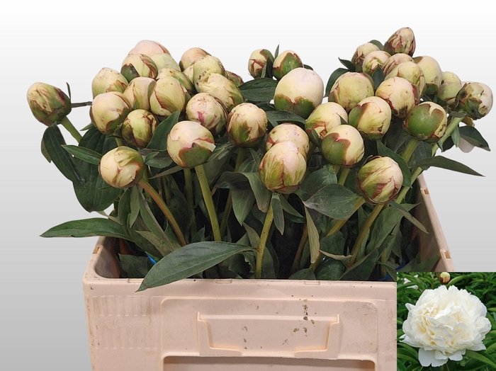 <h4>PAEO L BOWL OF CREAM</h4>