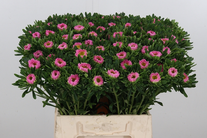 <h4>Callistephus Mats Roze</h4>