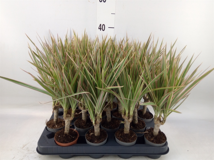 <h4>Dracaena marg. 'Bicolor'</h4>