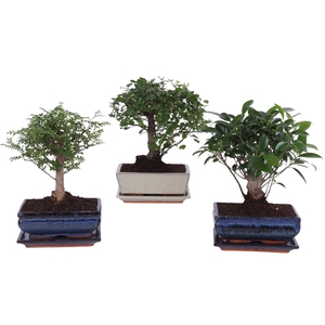 Bonsai Mixed in ø20cm Ceramic Ball with Saucer