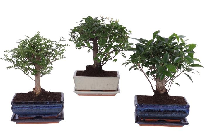 <h4>Bonsai Mixed in ø20cm Ceramic Ball with Saucer</h4>