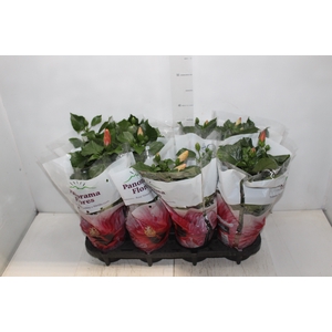 HIBISQS P15