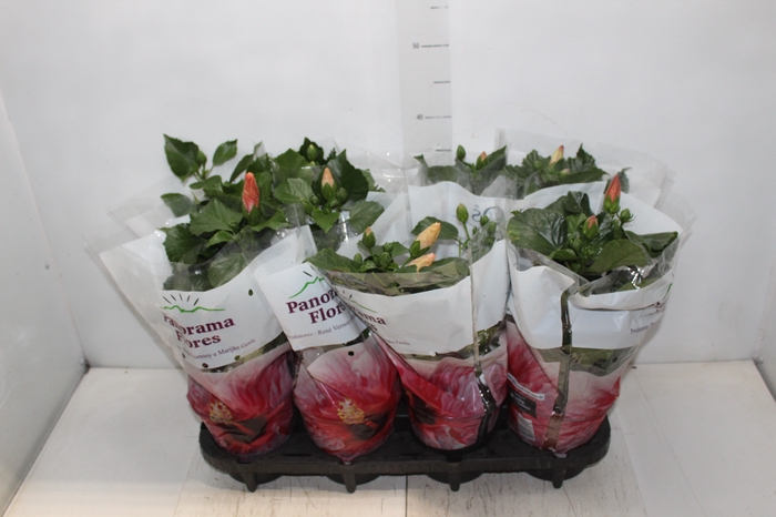 <h4>HIBISQS P15</h4>