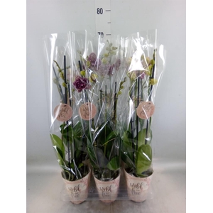 Phalaenopsis   ...