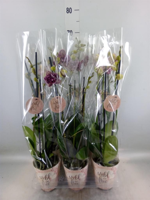 <h4>Phalaenopsis ...</h4>