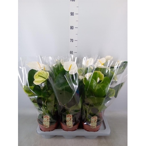 Anthurium andr. 'Alpine'