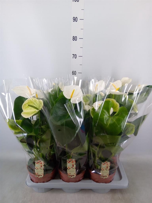 <h4>Anthurium andr. 'Alpine'</h4>