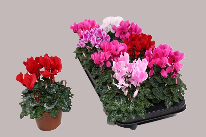 <h4>CYCL MD SUP ALLURE</h4>