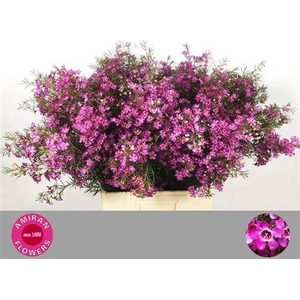 Chame Eden Purple 70cm