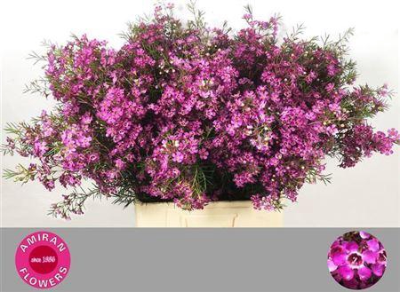 <h4>Chame Eden Purple 70cm</h4>