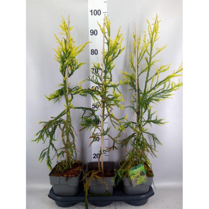 <h4>Cryptomeria japon.   ...</h4>