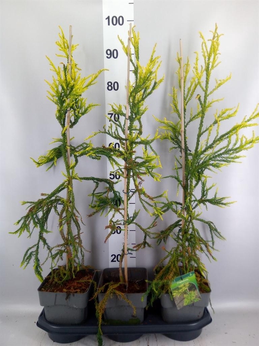 Cryptomeria japon.   ...