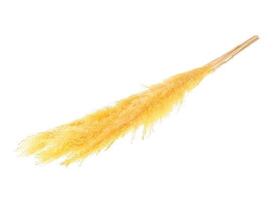 Bunch Gynerium 5 Pcs Slv L120