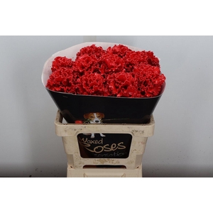 Brassica (fr) Wx Rood