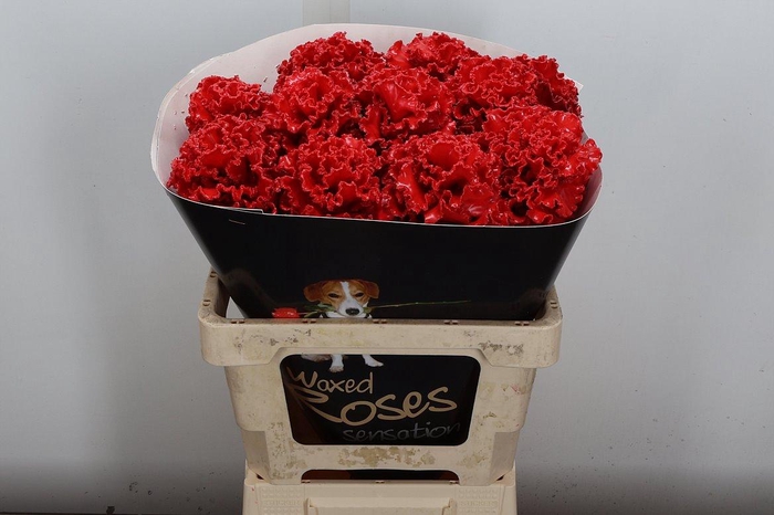 <h4>Brassica (fr) Wx Rood</h4>