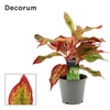 Aglaonema Red Fire 12 cm (Decorum)